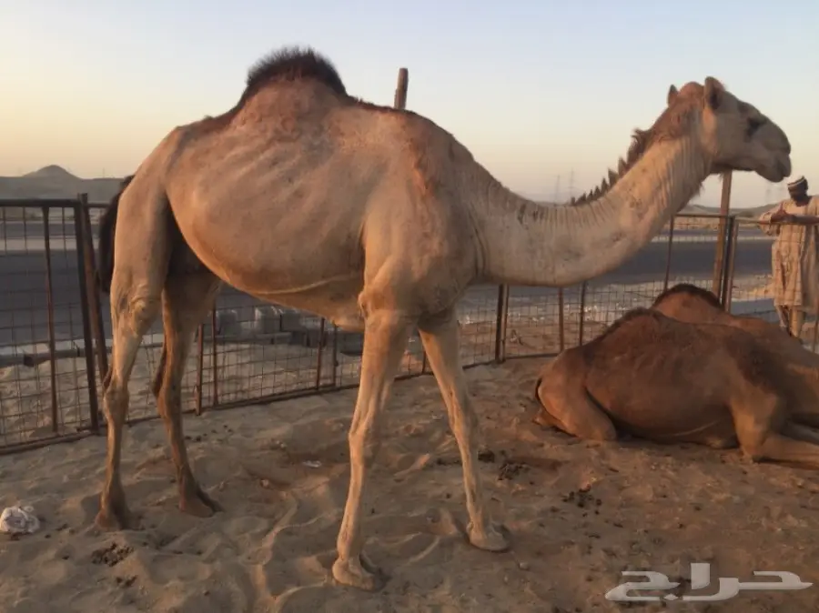 ناقه لقحه اركيه للبيع (image 1)