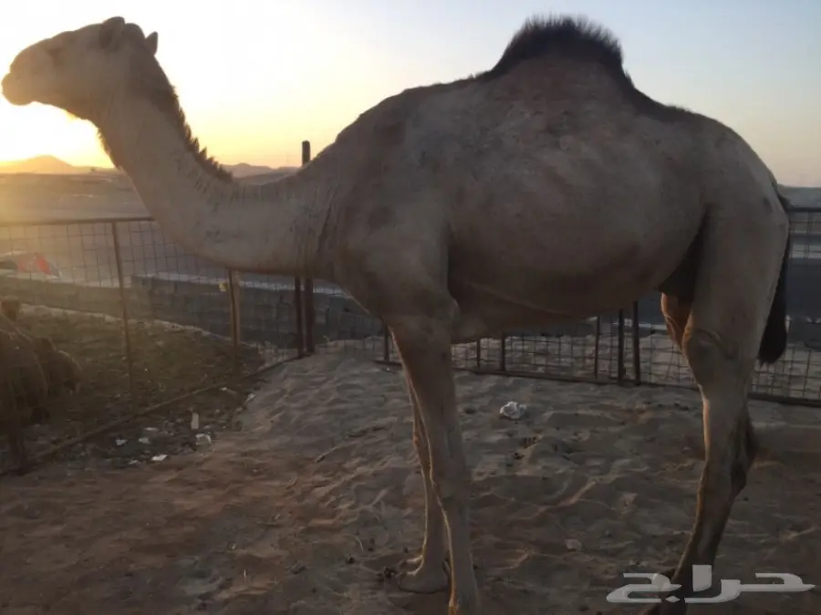ناقه لقحه اركيه للبيع (image 2)