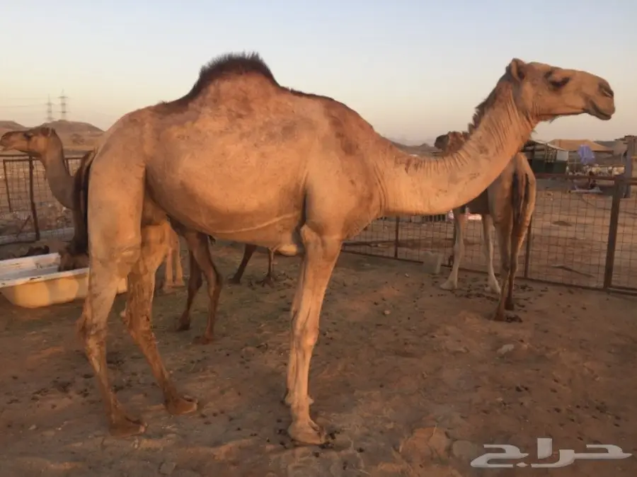 ناقه لقحه اركيه للبيع (image 3)