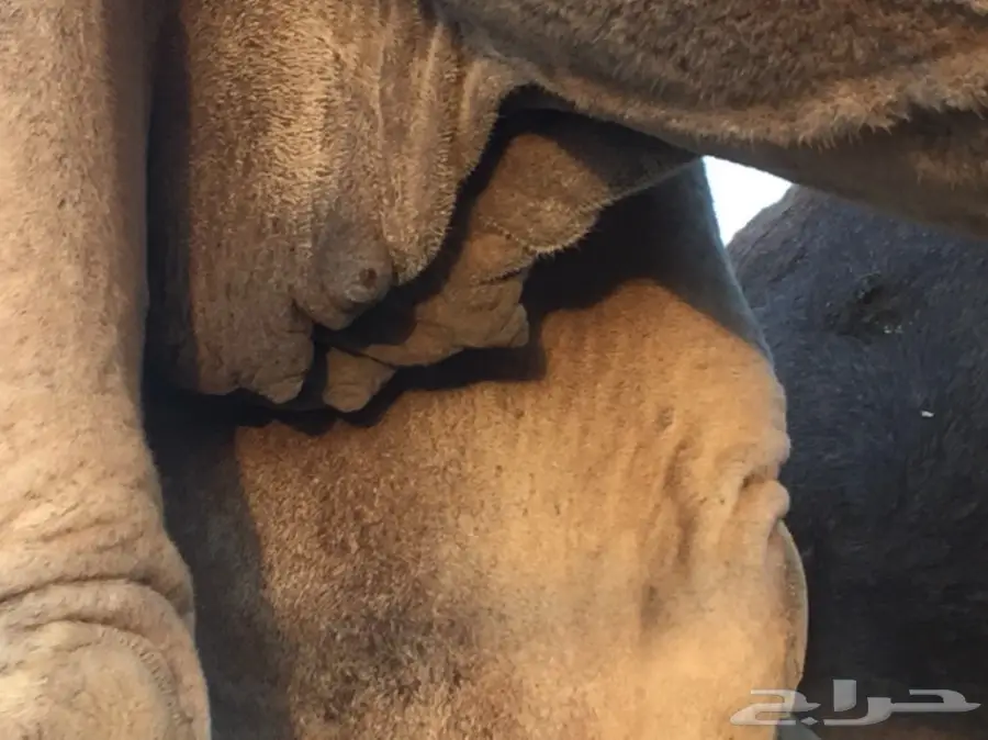 ناقه لقحه اركيه للبيع (image 4)