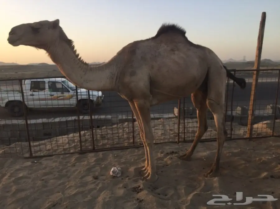 ناقه لقحه اركيه للبيع (image 5)