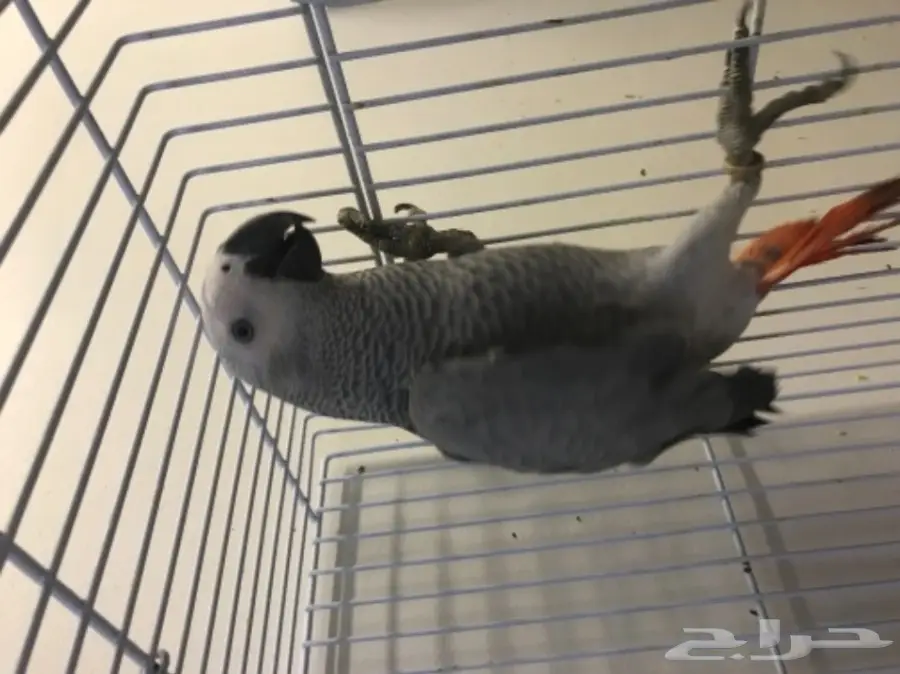 فرخ كاسكو هولندي  (image 6)