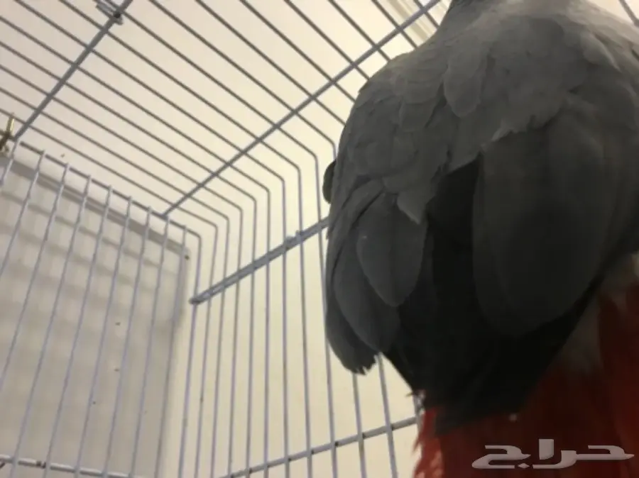 فرخ كاسكو هولندي  (image 7)