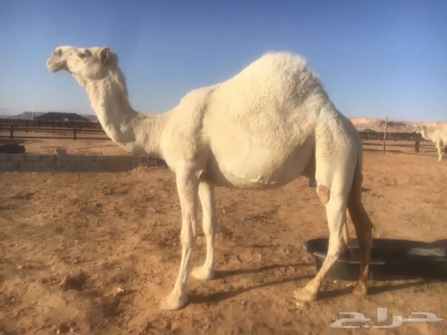 ناقة وضحا للبيع