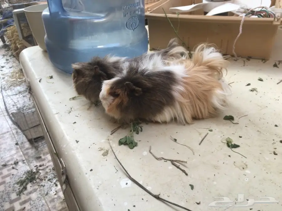 وبر وبران فرنسي