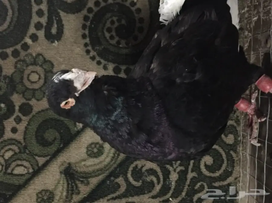 أزواج مساوية توب - فرصة لا تُفوّت!