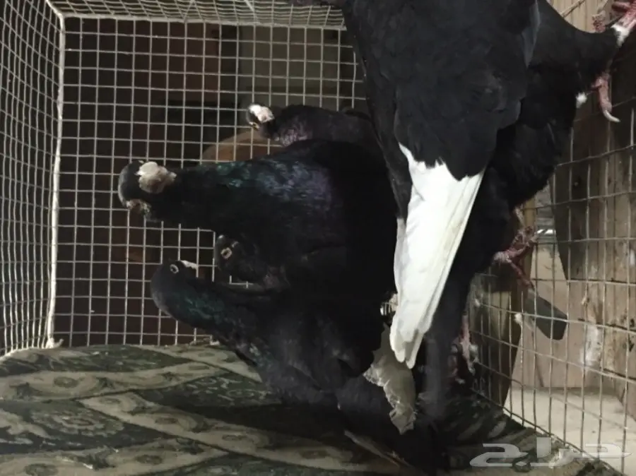 أزواج مساوية توب - فرصة لا تُفوّت! (image 5)