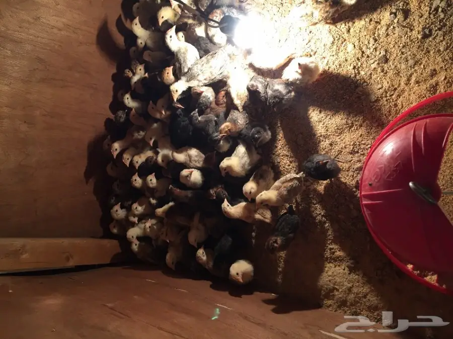 صوص بلدي  (image 2)