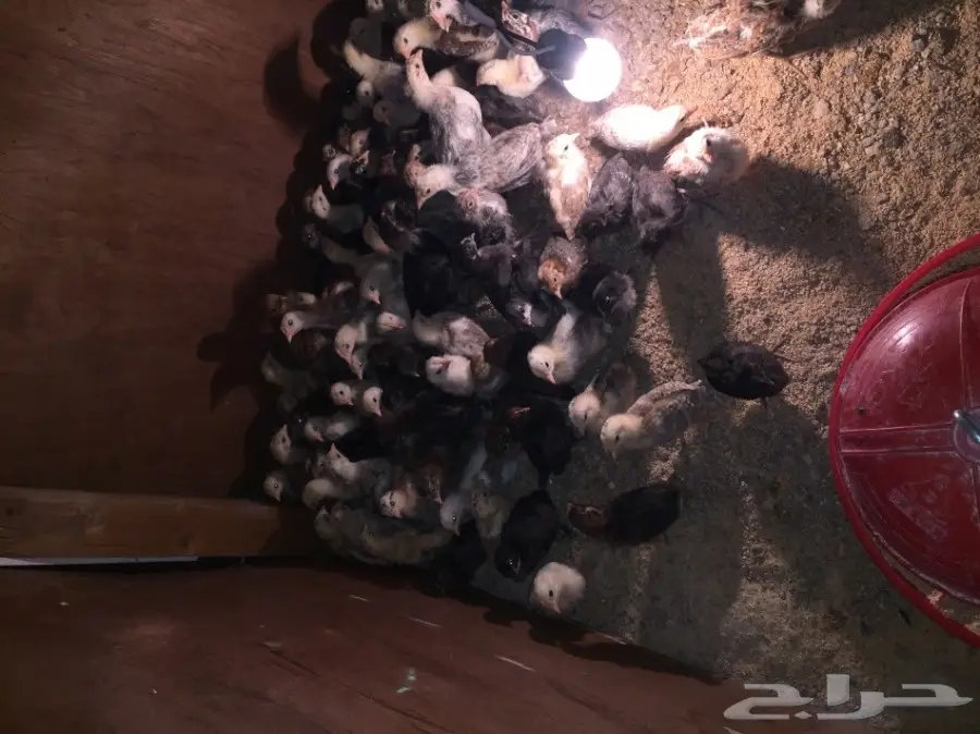 صوص بلدي  (image 3)