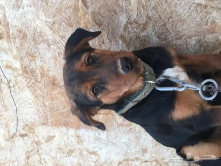 كلب البدل بكلب اخر صغير 