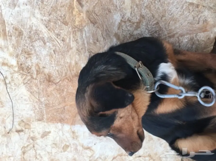 كلب البدل بكلب اخر صغير  (image 1)