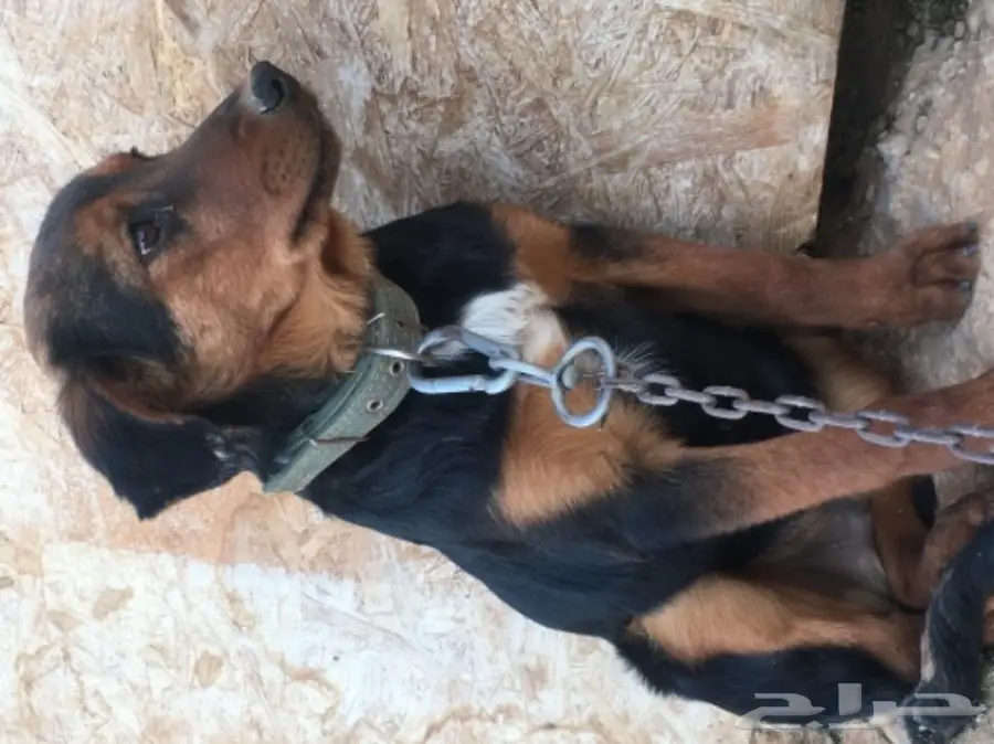 كلب البدل بكلب اخر صغير  (image 2)