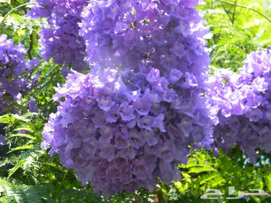 بذور شجرة الجاكراندا (image 3)