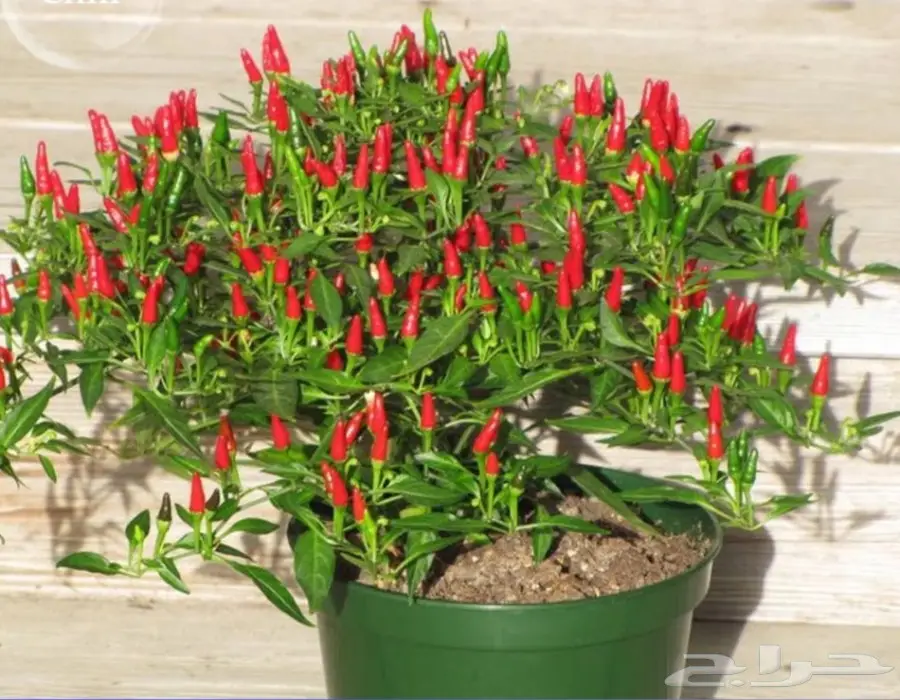 بذور فلفل حار للزراعة