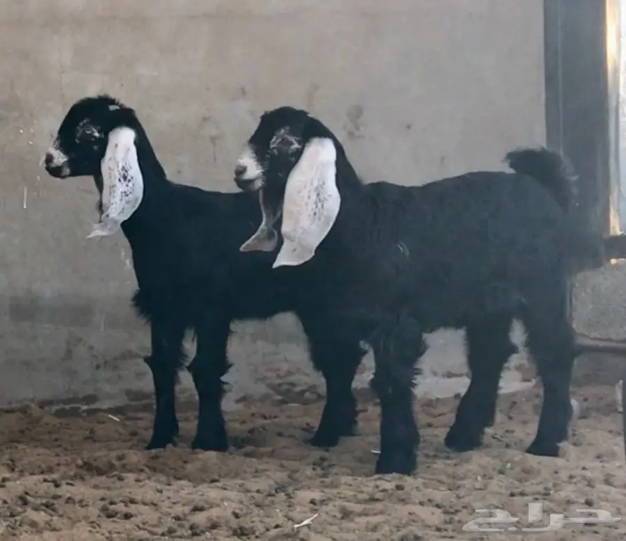 عنز تحتها جفرتين (image 2)