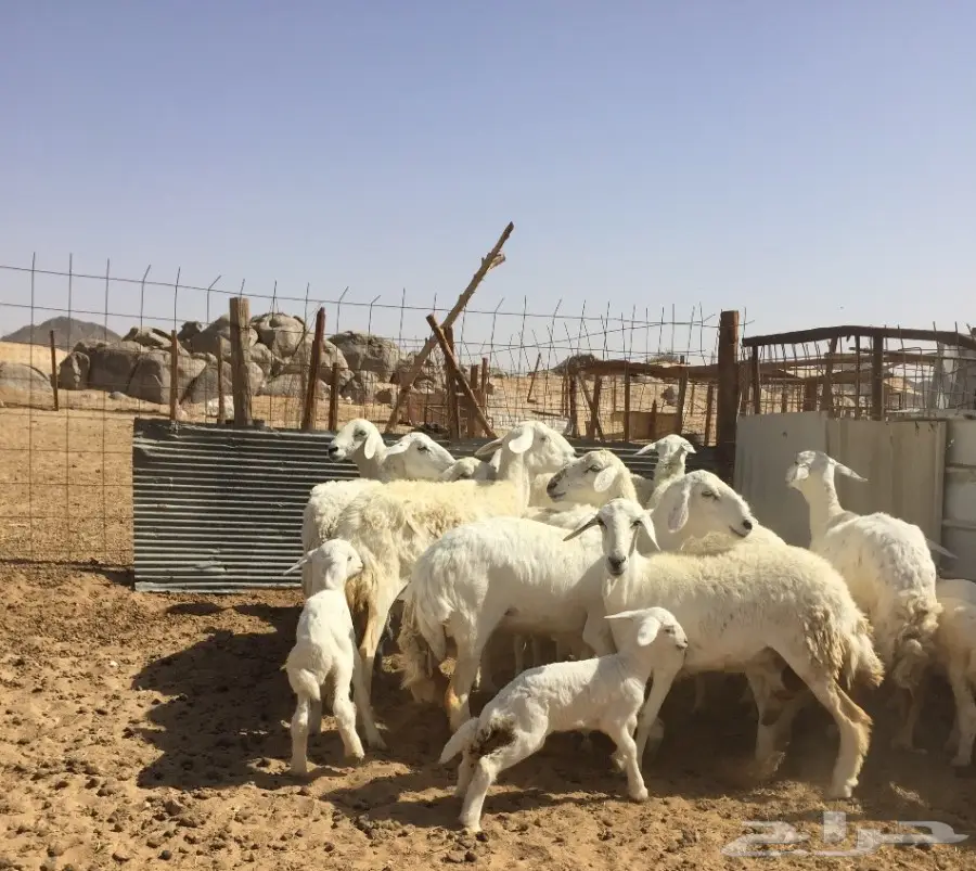 غنم حريات زينه11 تحتها7 (image 2)