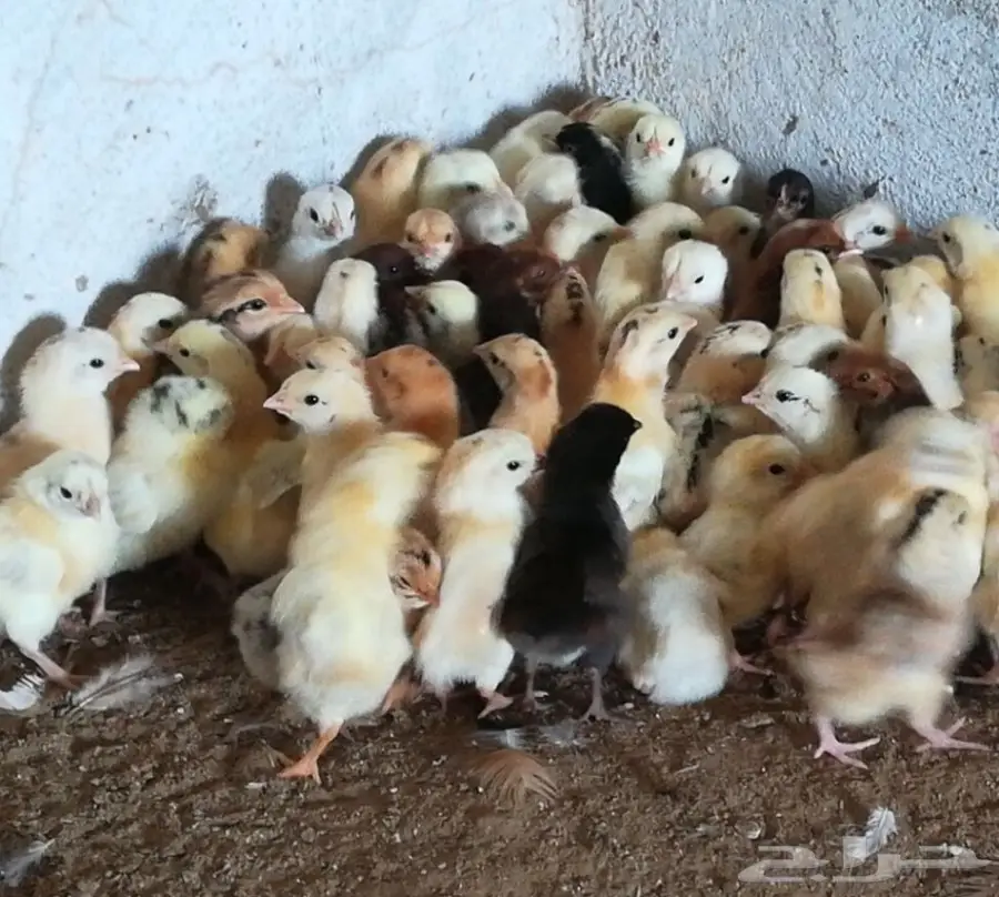 صوص بلدي وفيومي