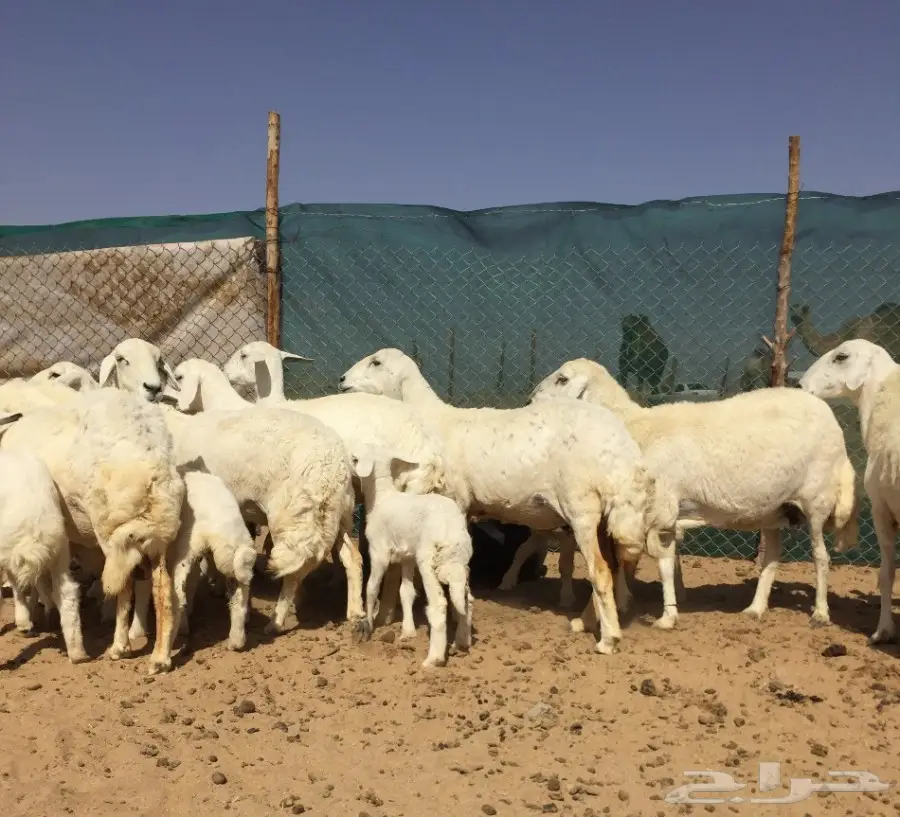 غنم حريات زينه11 تحتها7