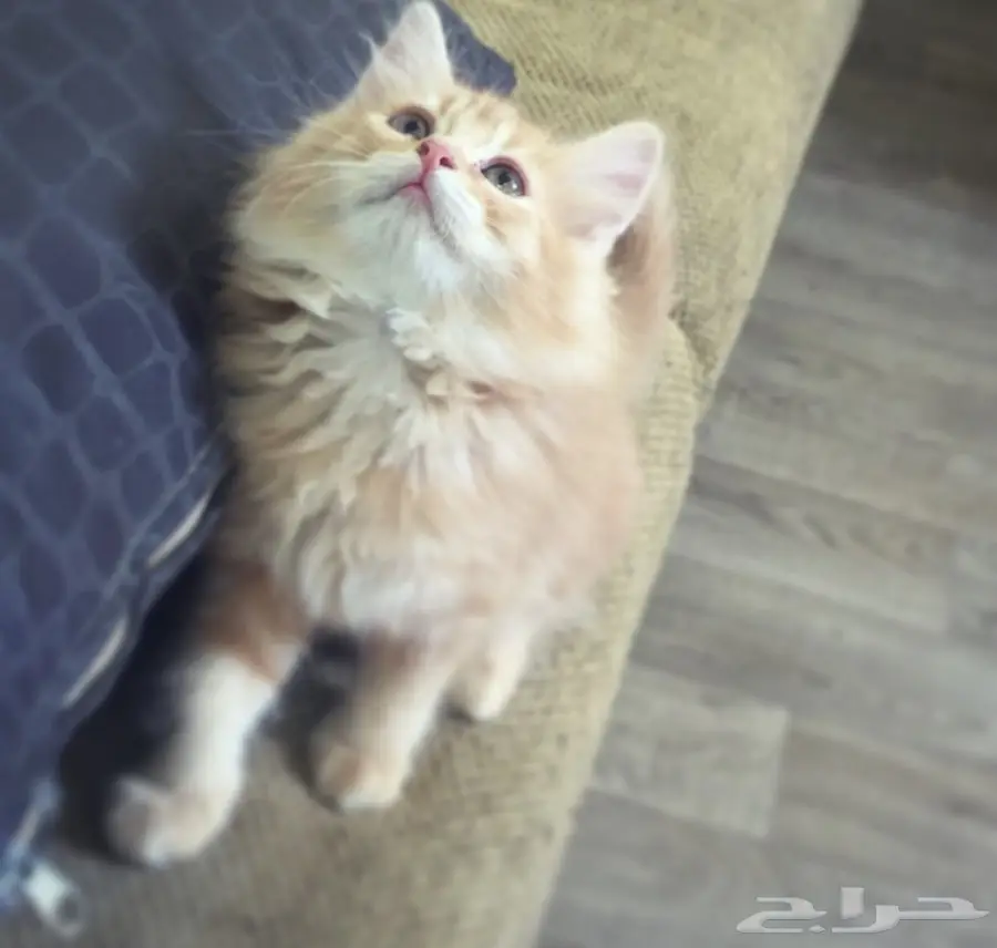 قطه صغيره للبيع ب 250 ريال مع قفصها .