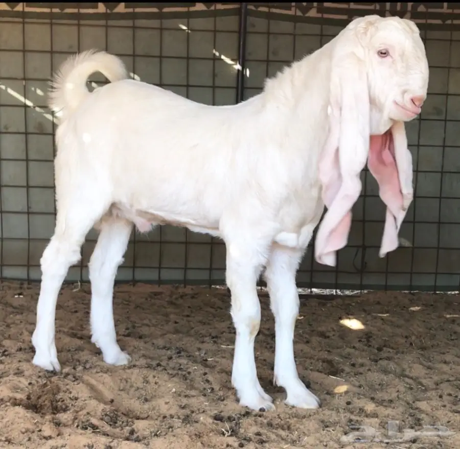 مشروع فحل كايف على الجارف (image 2)