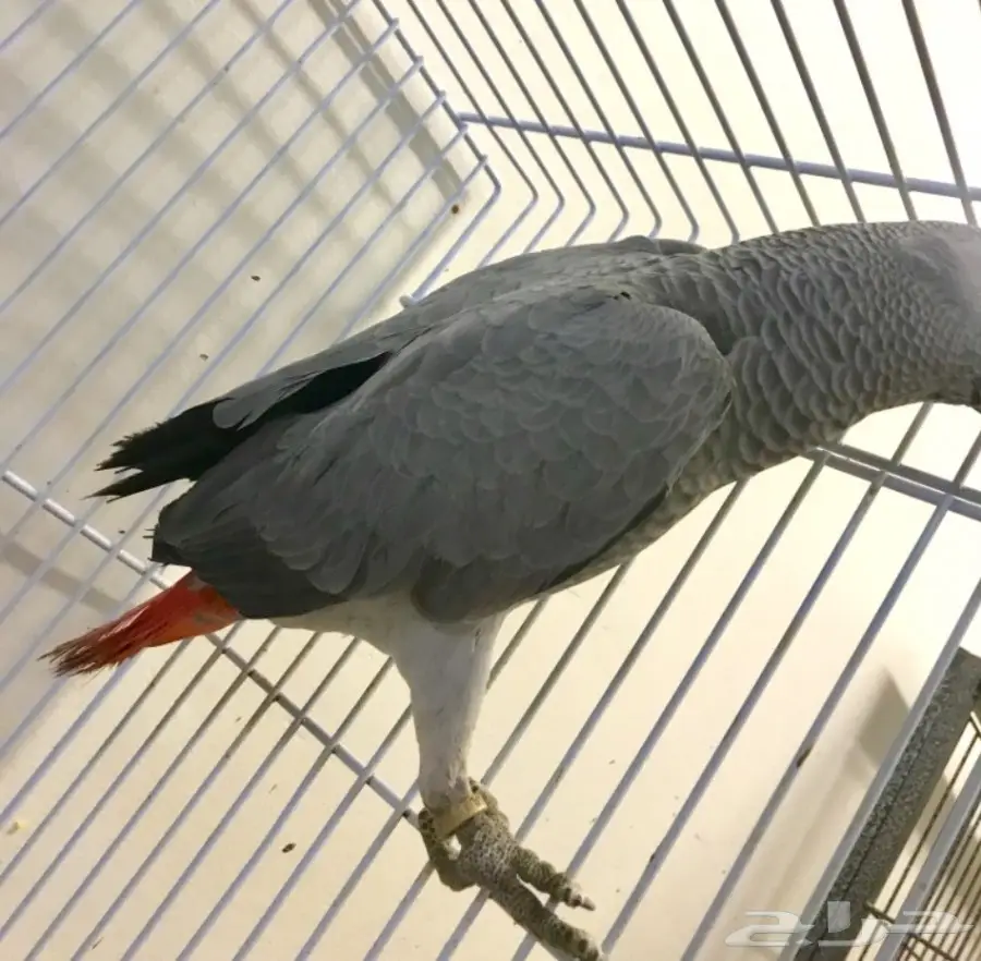 فرخ كاسكو هولندي  (image 4)