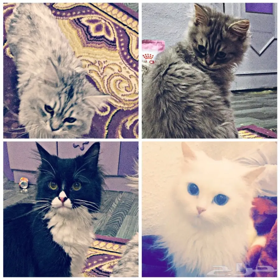 البيع جمله وعاجل اليوم فقط 