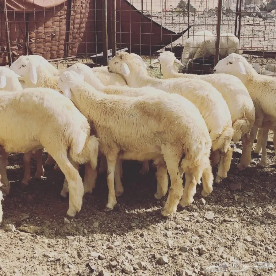 طليان كفو للبيع 