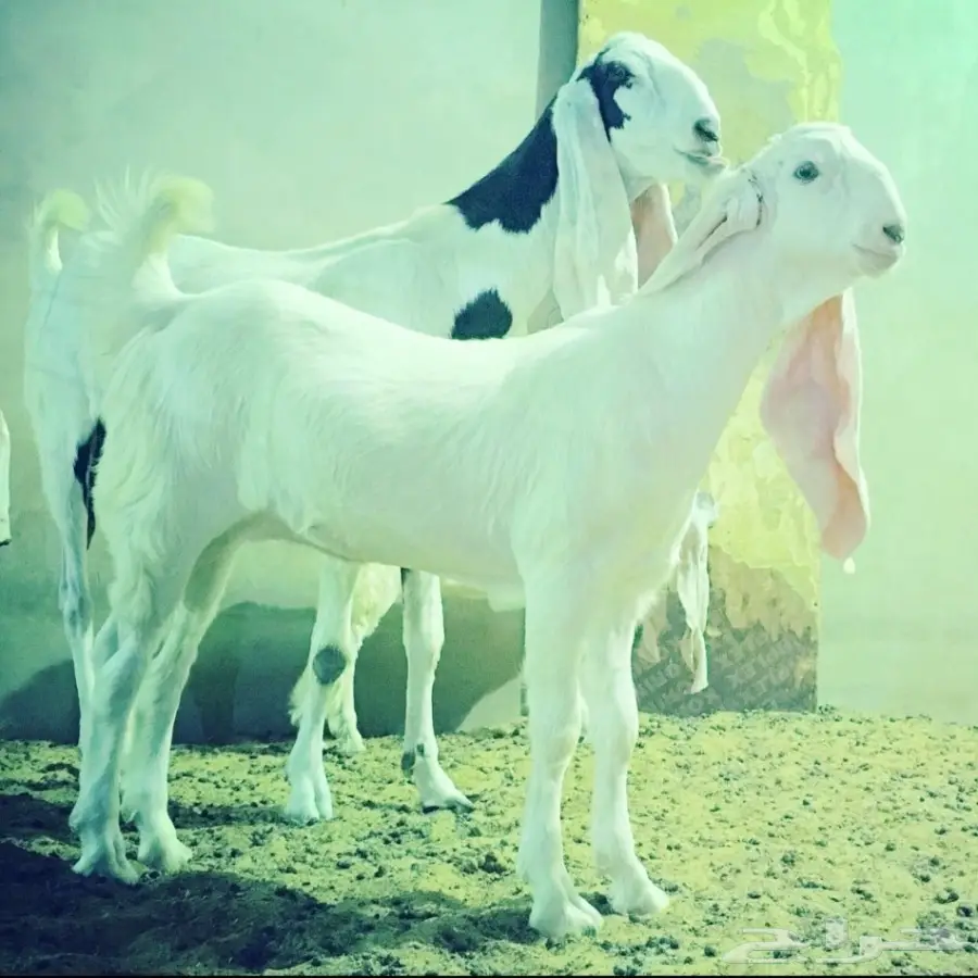 مشروع فحل كايف على الجارف