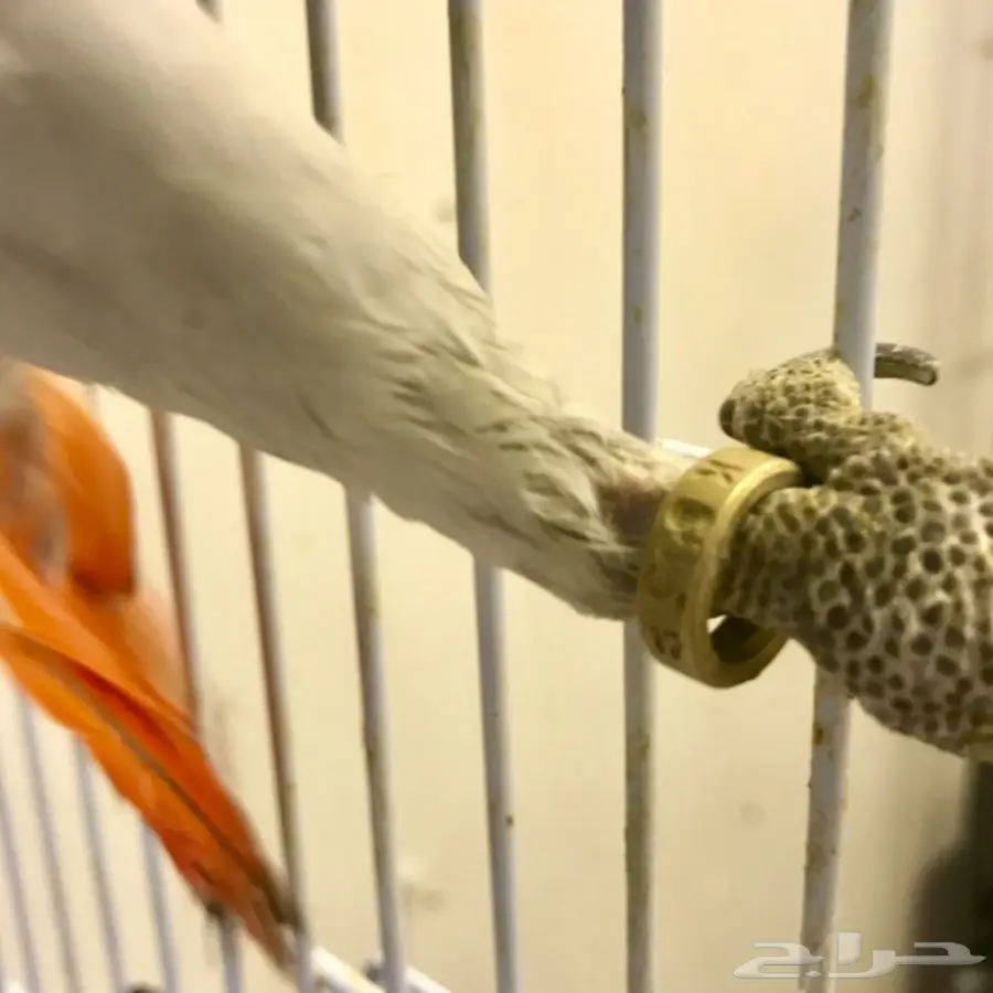 فرخ كاسكو هولندي  (image 8)