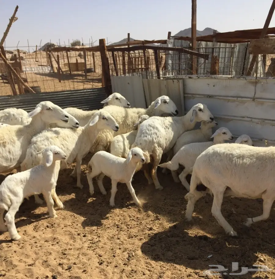 غنم حريات زينه11 تحتها7 (image 3)