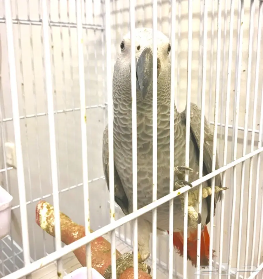 فرخ كاسكو هولندي  (image 1)