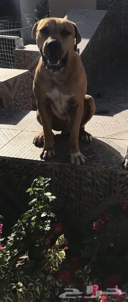 ذكر بيتبول  (image 1)