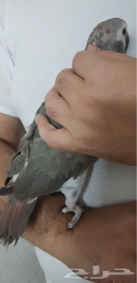 كاسكو غيني (image 1)