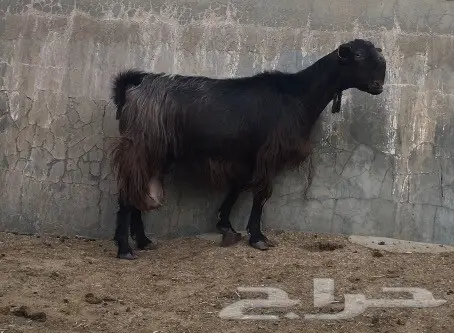 ماعز سوري طابق ومُحَسّن - فرصة لا تُفوّت! (image 4)