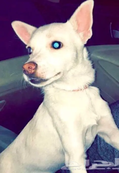 كلب للبيع (image 2)