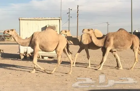 ثلاث لقحات كفو 