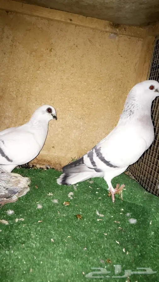 زوج بوز بنتاجه (image 2)