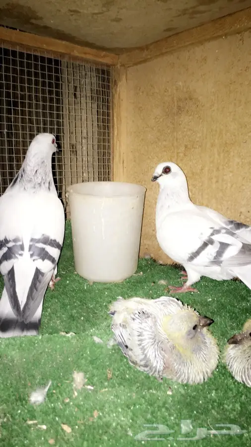 زوج بوز بنتاجه (image 4)