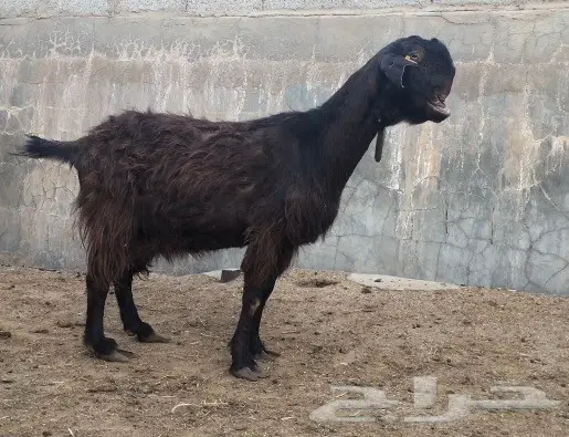 ماعز سوري طابق ومُحَسّن - فرصة لا تُفوّت! (image 1)