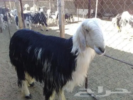 لأهل تبوك وضواحيها 