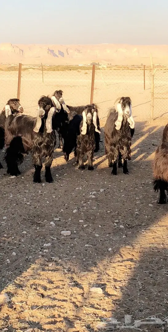 بيع مذعّيات عالية الجودة - أعداد ممتازة (image 2)