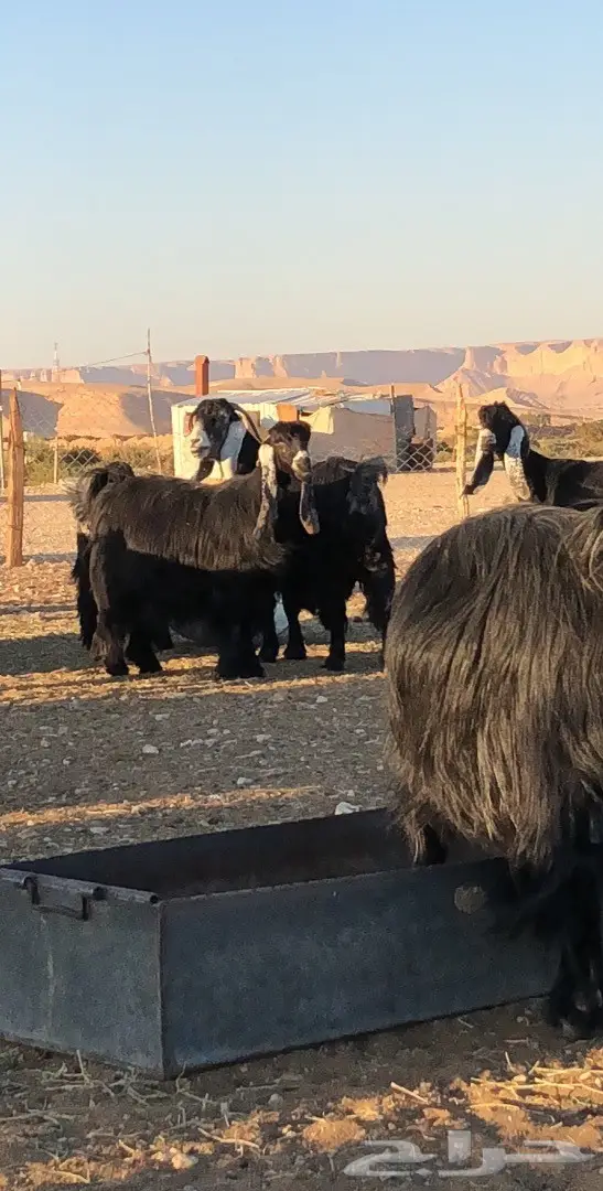 بيع مذعّيات عالية الجودة - أعداد ممتازة (image 4)