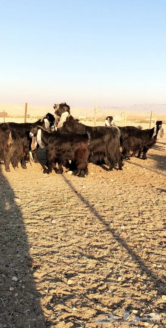 بيع مذعّيات عالية الجودة - أعداد ممتازة (image 5)