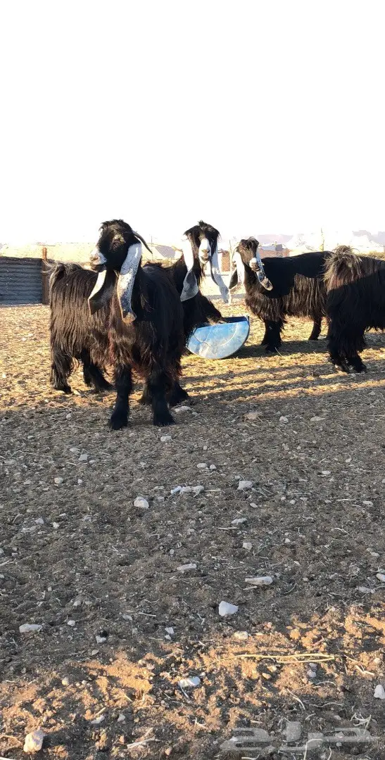 بيع مذعّيات عالية الجودة - أعداد ممتازة (image 7)