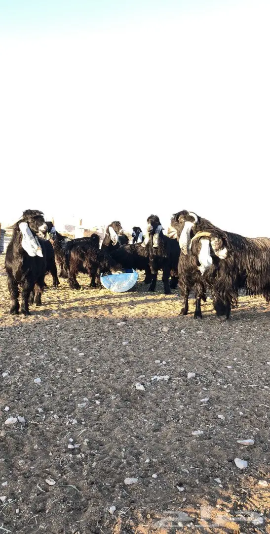 بيع مذعّيات عالية الجودة - أعداد ممتازة (image 9)