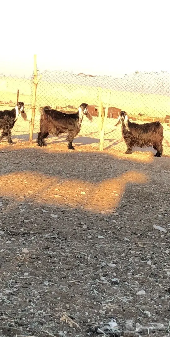 بيع مذعّيات عالية الجودة - أعداد ممتازة (image 10)