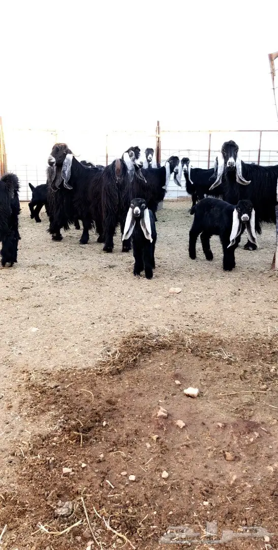 بيع مذعّيات عالية الجودة - أعداد ممتازة (image 11)