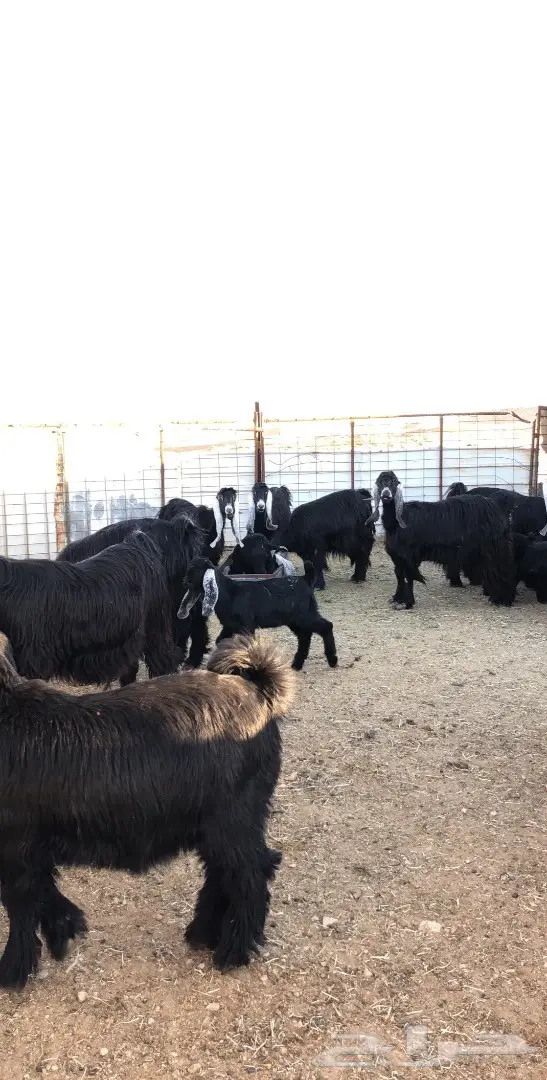 بيع مذعّيات عالية الجودة - أعداد ممتازة (image 13)