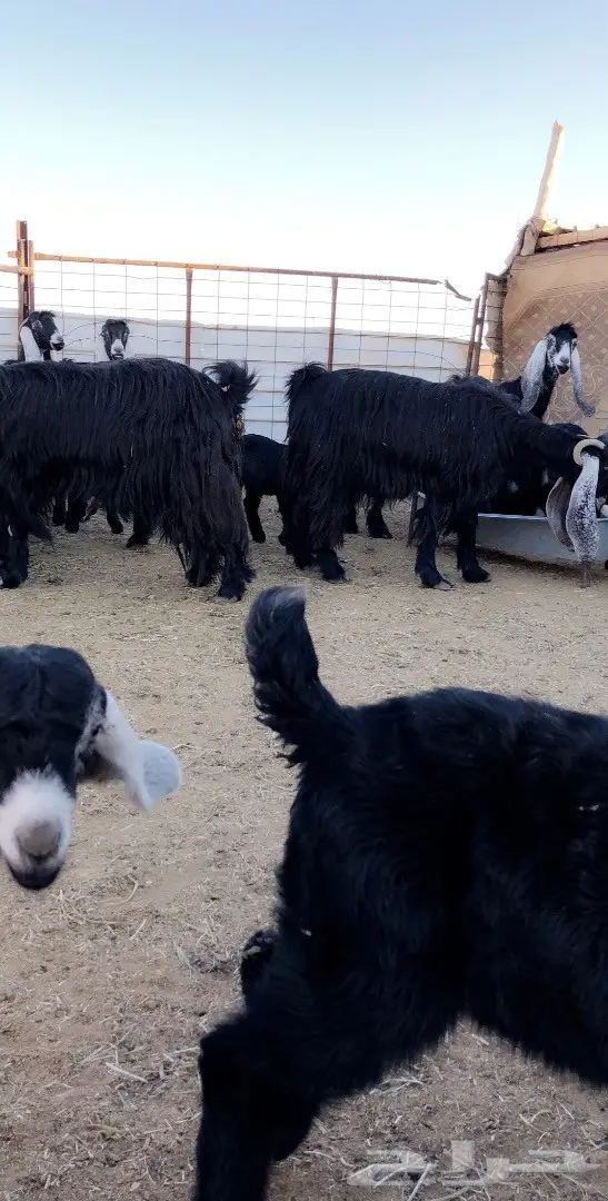 بيع مذعّيات عالية الجودة - أعداد ممتازة (image 14)