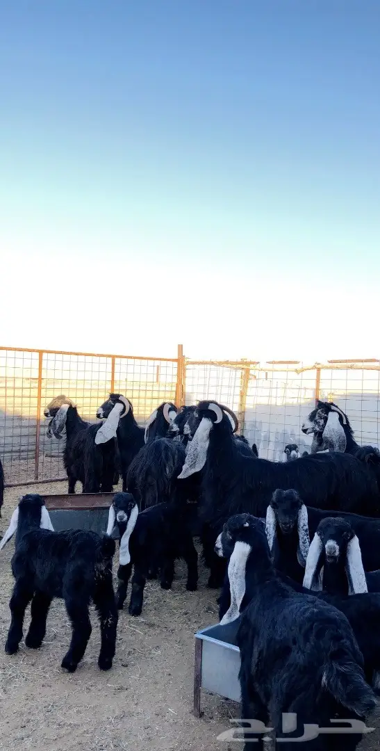 بيع مذعّيات عالية الجودة - أعداد ممتازة (image 16)